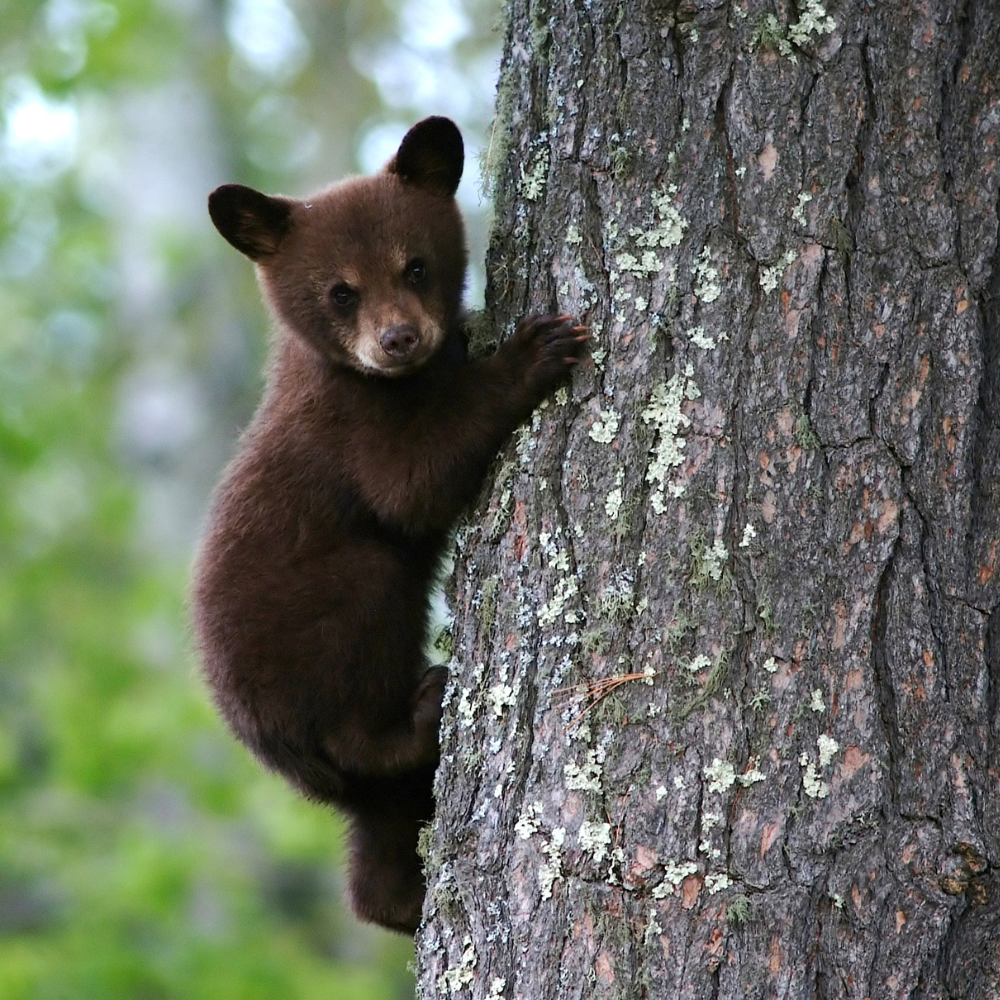 Bears: Wild Neighbors with Gentle Lessons