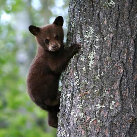 Bears: Wild Neighbors with Gentle Lessons