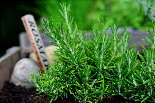 Products You Could Make for Gardeners